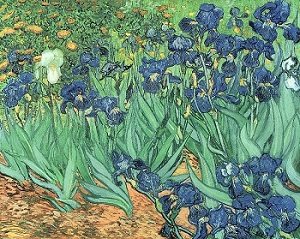 Irises by Vincent Van Gogh