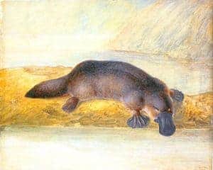 Colonial Art – Platypus